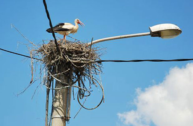 Беле роде опет у Беранама